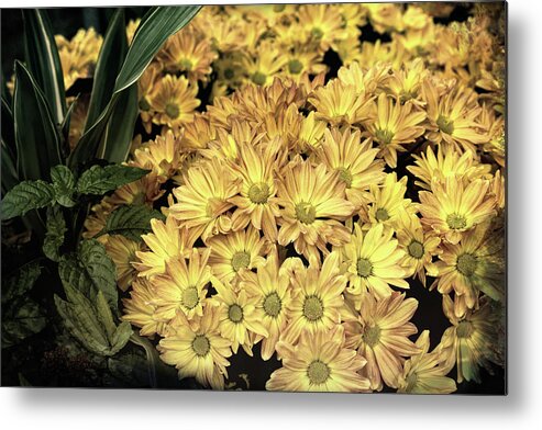 Daisy Metal Print featuring the photograph Timeless by Judy Vincent