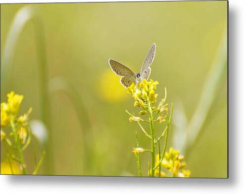 Butterfly Metal Print featuring the photograph Tiny Butterfly by Rhonda McClure