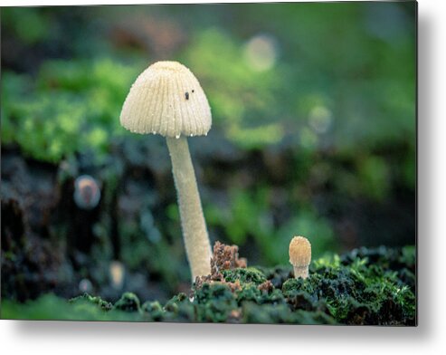 Colombia Metal Print featuring the photograph Tiny Mushroom Jardin Botanico del Quindio Colombia by Adam Rainoff