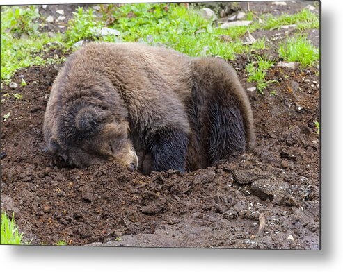 Wildlife. Brown Bear Metal Print featuring the photograph Tired by Harold Piskiel