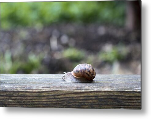 Nature Metal Print featuring the photograph Tired snail by Helga Novelli
