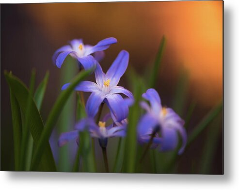 Floral Metal Print featuring the photograph To Light by Kim Carpentier