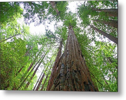Redwoods Metal Print featuring the photograph To The Sky by Shoal Hollingsworth