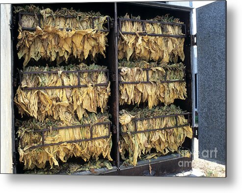 Tobacco Metal Print featuring the photograph Tobacco Drying In Barn by Inga Spence