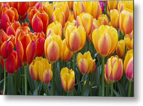 Beauty Metal Print featuring the photograph Together We Stand by Eggers Photography