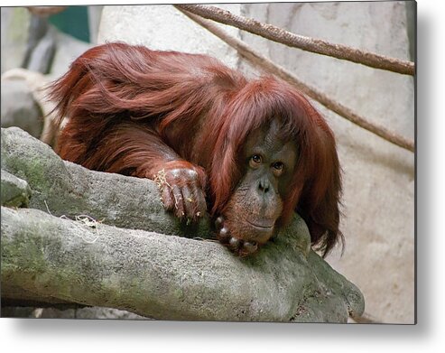 Photography Metal Print featuring the photograph Tolerating Patience by Kathleen Messmer