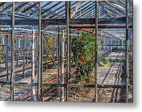 Greenhouse Metal Print featuring the photograph Tomatoes and Pumpkins by Frans Blok