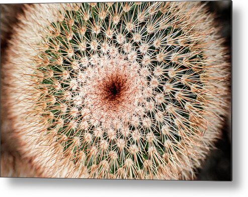 Cactus Metal Print featuring the photograph Top of Cactus by Don Johnson