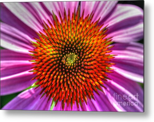 Pink Coneflower Metal Print featuring the photograph Top Of The Coneflower by Michael Eingle