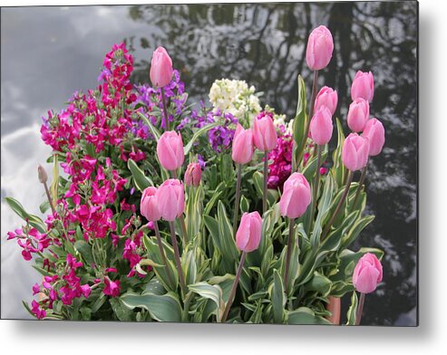 Pink Tulips Metal Print featuring the photograph Top View Planter by Allen Nice-Webb