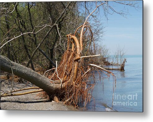Weather Metal Print featuring the photograph Toppled by Ann Horn