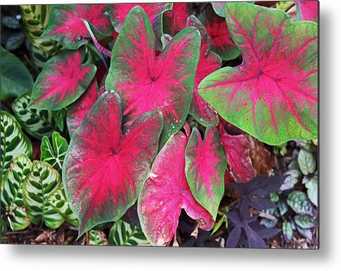 Caladium Metal Print featuring the photograph Tormented Romance by Michiale Schneider