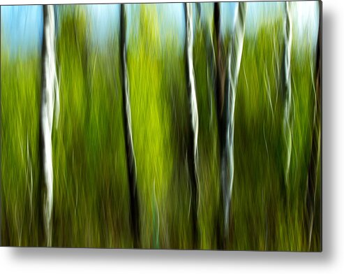 Trees Metal Print featuring the photograph Torsion and Tension by Todd Klassy