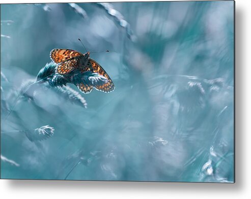 Butterfly Metal Print featuring the photograph Total Kheops by Fabien Bravin