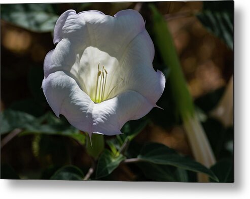Flower Metal Print featuring the photograph Touch of Color by Douglas Killourie