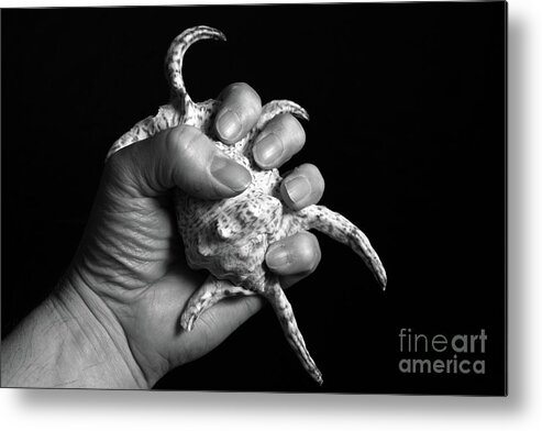 Shell Metal Print featuring the photograph Touch Series - shells by Nicholas Burningham