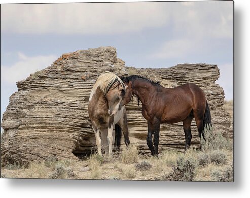 Mustangs Metal Print featuring the photograph Touching Moment by Ronnie And Frances Howard