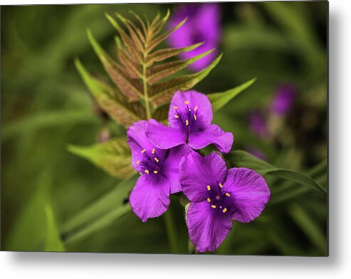 Flower Metal Print featuring the photograph Tradescantia by Bruce Pritchett