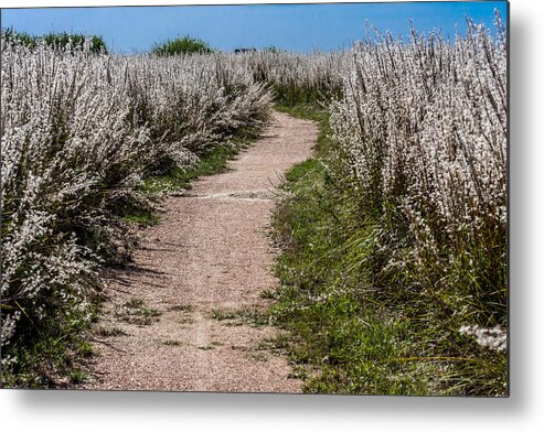 Nature Metal Print featuring the photograph Trail Thru The White Fluff by Debra Martz