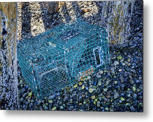 Maine Lobster Boats Metal Print featuring the photograph Trap And Barnacles by Tom Singleton