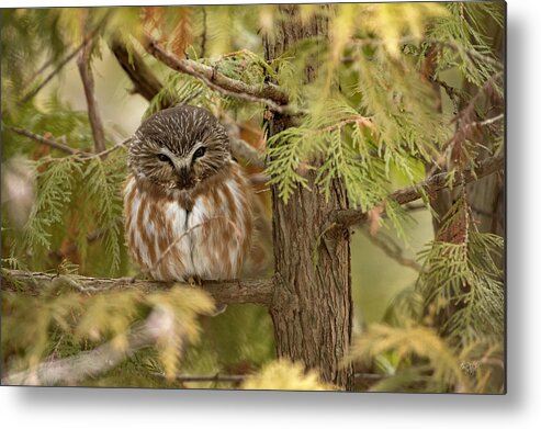 Owl Metal Print featuring the photograph Treasures of the Forest by Everet Regal