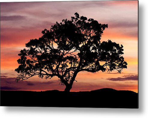 Tree Metal Print featuring the photograph Tree at Sunset by Paul Huchton