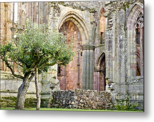 Old Tree Metal Print featuring the photograph Tree at the Wall by Elena Perelman