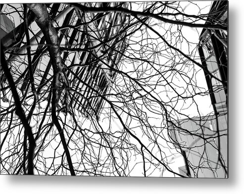 Tree Metal Print featuring the photograph Tree Business by John Williams