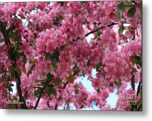 Crabapple Metal Print featuring the photograph Tree of Pink by Veronica Batterson