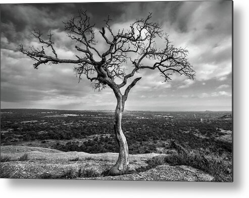 Tree Metal Print featuring the photograph Tree On Enchanted Rock in Black And White by Todd Aaron