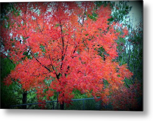 Tree Metal Print featuring the photograph Tree on Fire by AJ Schibig