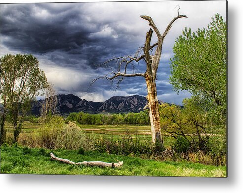 Trees Metal Print featuring the photograph Tree Sculpture by Juli Ellen