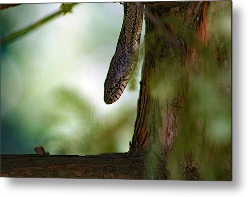 Snake Metal Print featuring the photograph Tree Snake In Bald Cypress by DB Hayes