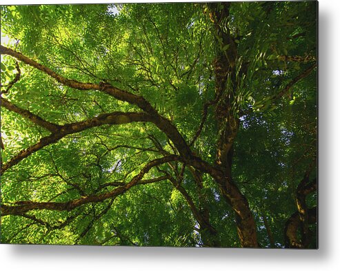 Gigantic Tree Metal Print featuring the photograph Tree Story 3 by Bonnie Bruno