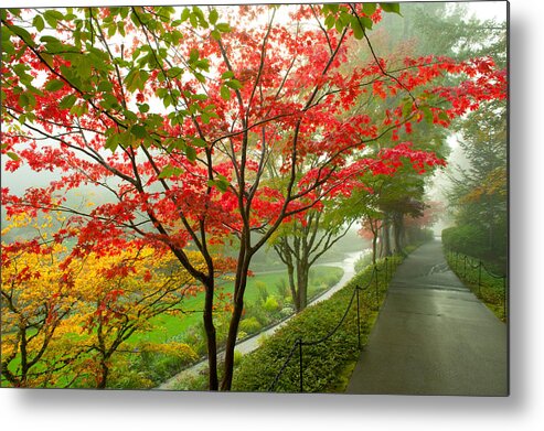 Photography Metal Print featuring the photograph Trees Along A Garden Path, Victoria by Panoramic Images