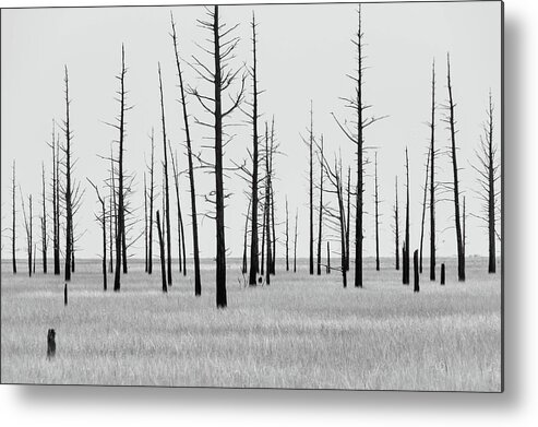 Landscape Metal Print featuring the photograph Trees Die off by Louis Dallara