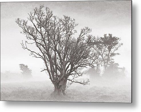 Tree Metal Print featuring the photograph Trees in Mist- St Lucia by Chester Williams