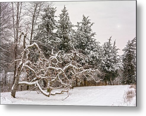 Magic Hour Metal Print featuring the photograph Trees Of Winter by Angelo Marcialis