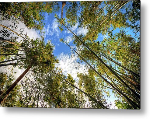 Trees Metal Print featuring the photograph Treetop Skies by R Scott Duncan