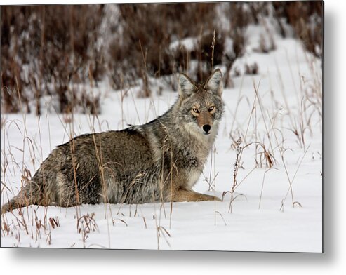Coyote Metal Print featuring the photograph Treking along by Ronnie And Frances Howard