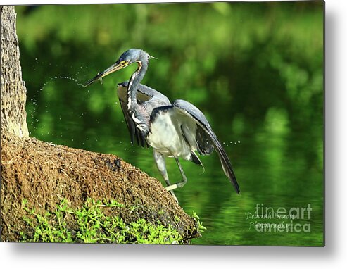 Tri Metal Print featuring the photograph Tri Colored With Breakfast by Deborah Benoit