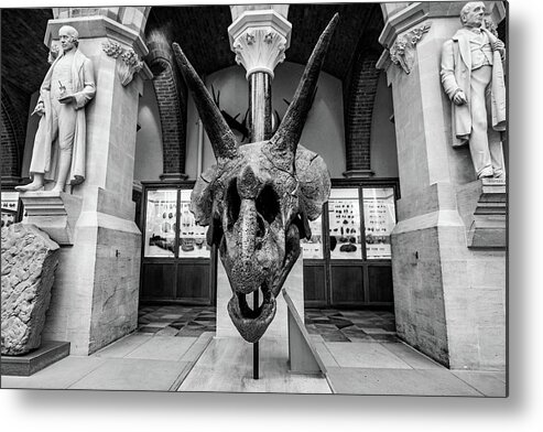 Triceratops Metal Print featuring the photograph Triceratops skull by Ed James
