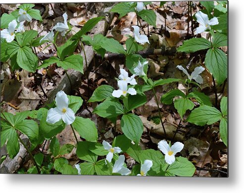 Abstract Metal Print featuring the digital art Trilliums In The Sun by Lyle Crump