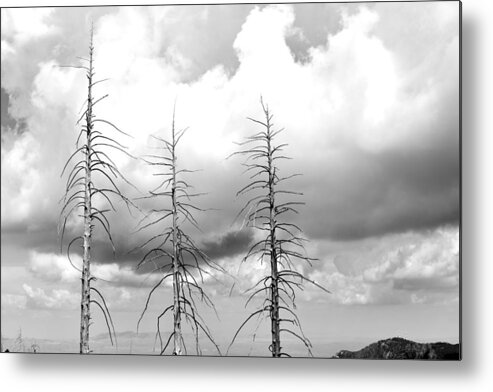 B&w Metal Print featuring the photograph Trio 2 by Melisa Elliott