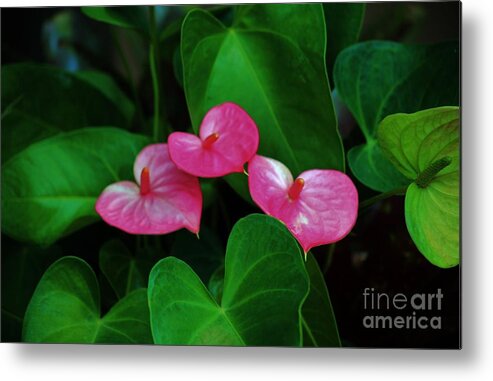 Antherium Metal Print featuring the photograph Triplets in Pink by Craig Wood