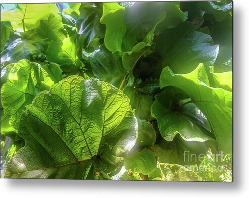 Tropical Forest By Marina Usmanskaya Metal Print featuring the photograph Tropical forest by Marina Usmanskaya