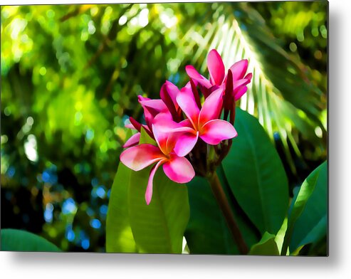 Tropical Impression Metal Print featuring the painting Tropical Impressions - Vivid Pink Plumeria Blossoms by Georgia Mizuleva