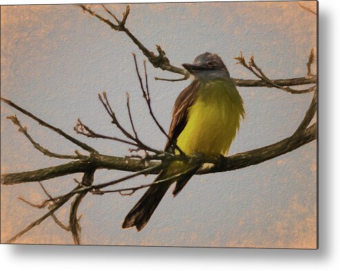 Bird Metal Print featuring the photograph Tropical Kingbird Parque del Cafe Colombia Art Rendering by Adam Rainoff