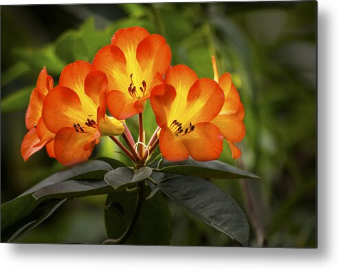 Blossom Metal Print featuring the photograph Tropical Rhododendron by Penny Lisowski
