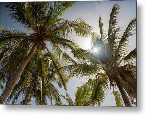 Coconut Metal Print featuring the photograph Tropical Sun by James BO Insogna